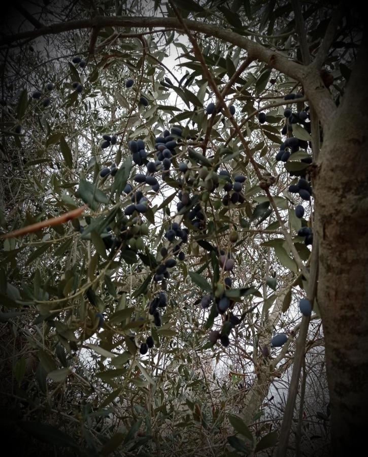 La Petraia Villa Magliano Bagian luar foto