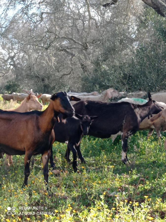 La Petraia Villa Magliano Bagian luar foto