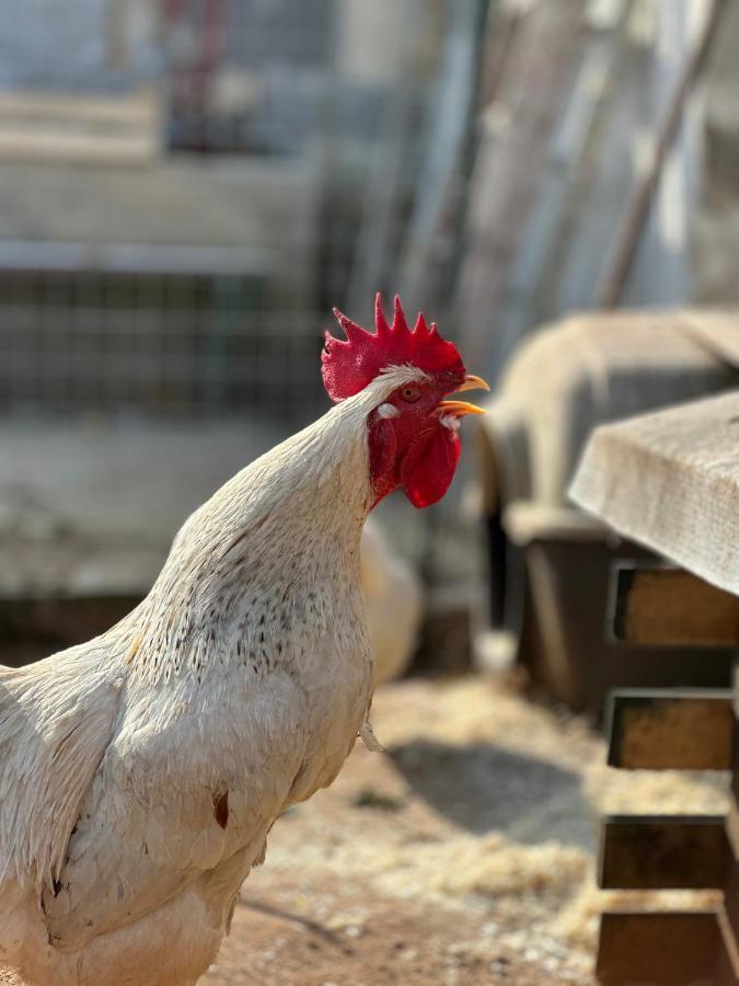 La Petraia Villa Magliano Bagian luar foto