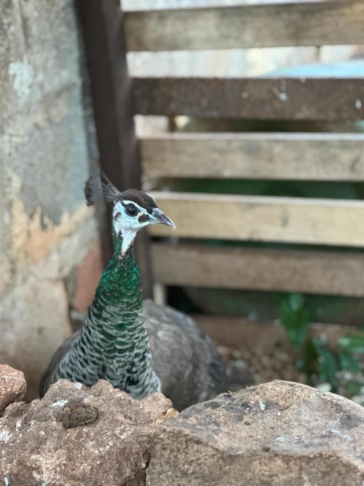 La Petraia Villa Magliano Bagian luar foto
